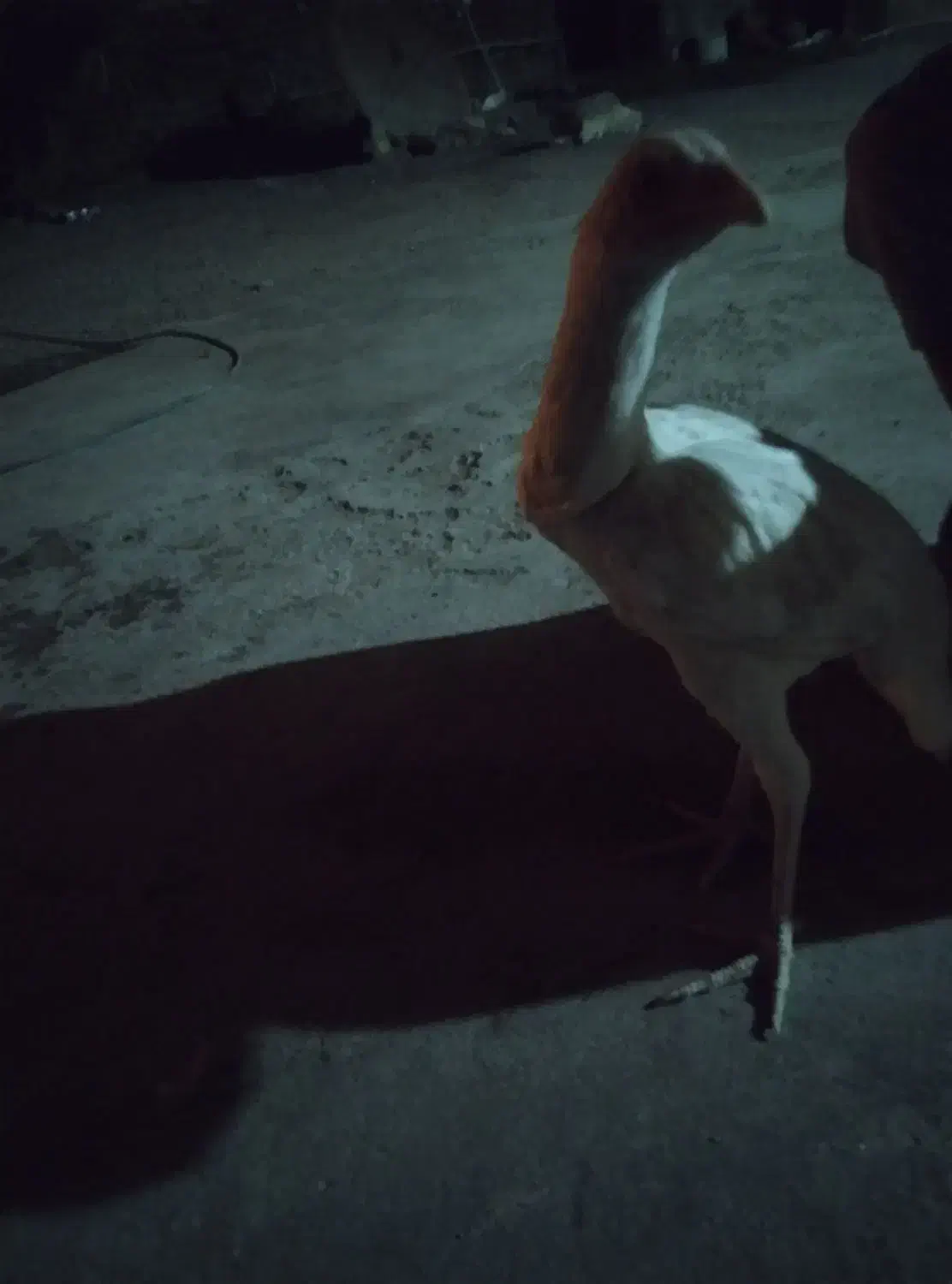 مرغ 7 ماهه|حیوانات مزرعه|ایرانشهر, |دیوار