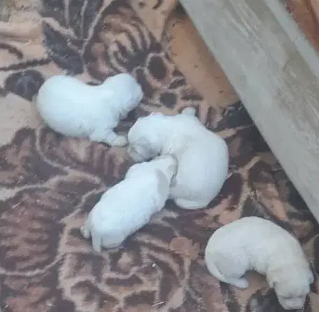 توله پاپی(سگ) پاکوتاه|سگ|فولادشهر, B2|دیوار