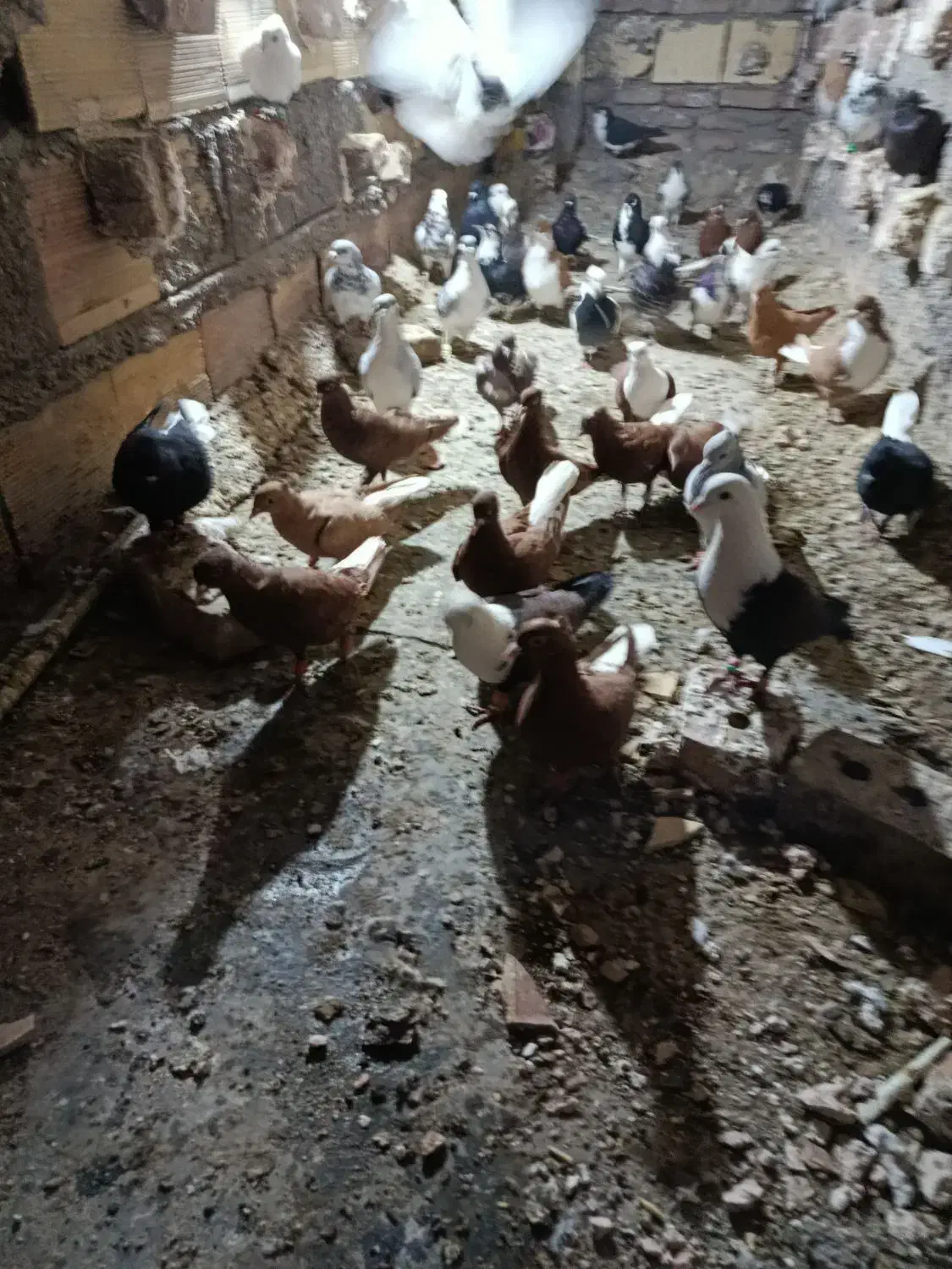 پرشی|حیوانات|نیشابور, شهرک اردسمان|دیوار