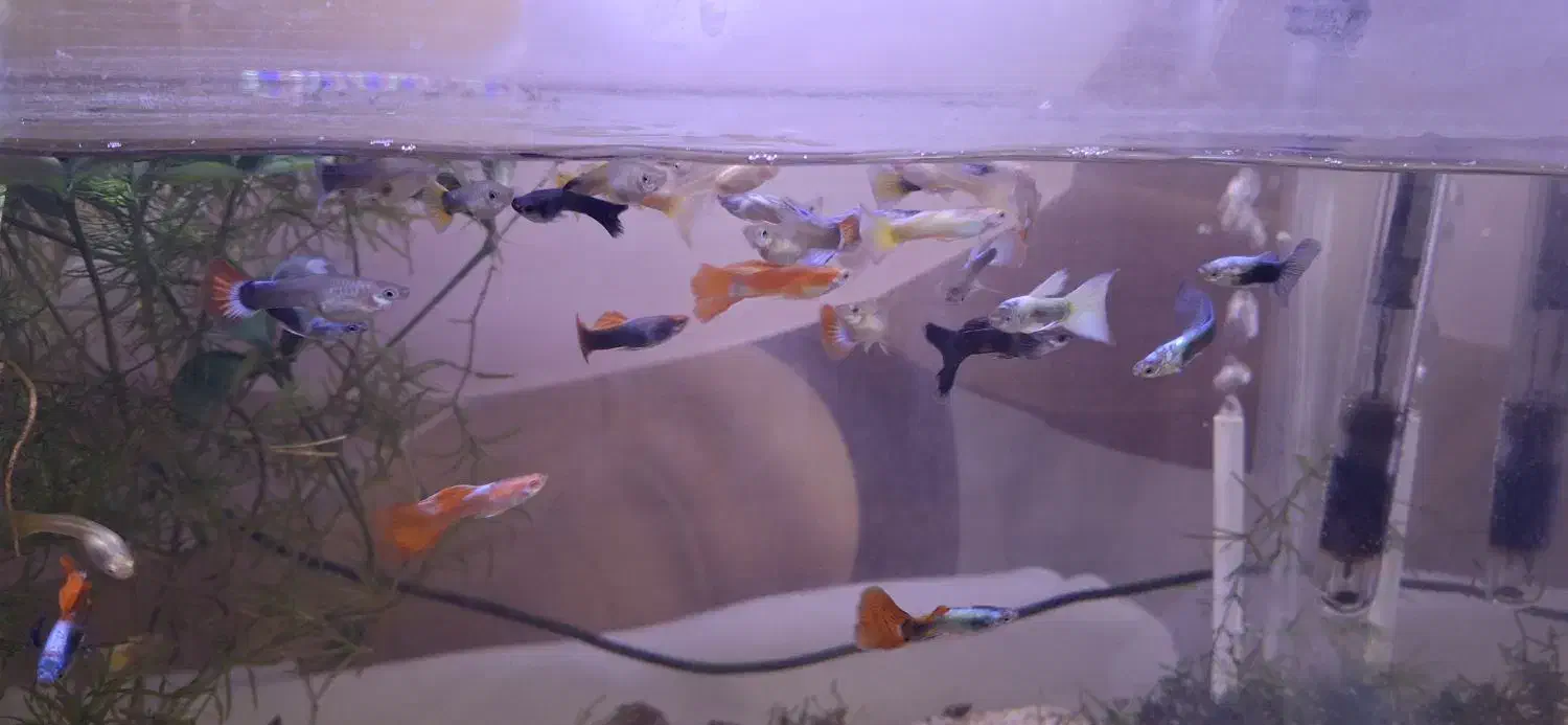 ماهی گوپی مولد ۲ بند|ماهی|تهران, امام زاده عبدالله|دیوار