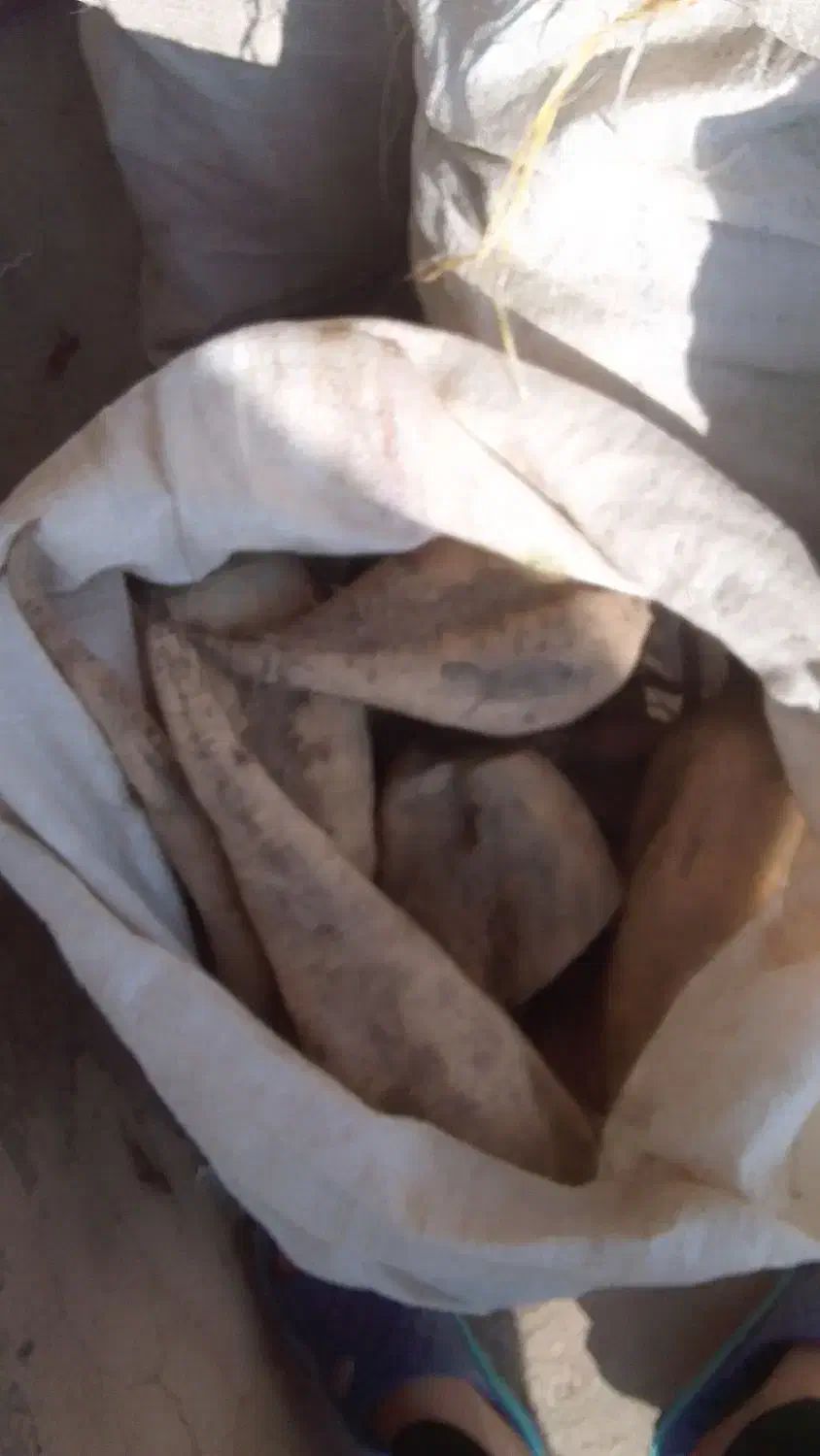 چغندر|خوردنی و آشامیدنی|قوچان, |دیوار