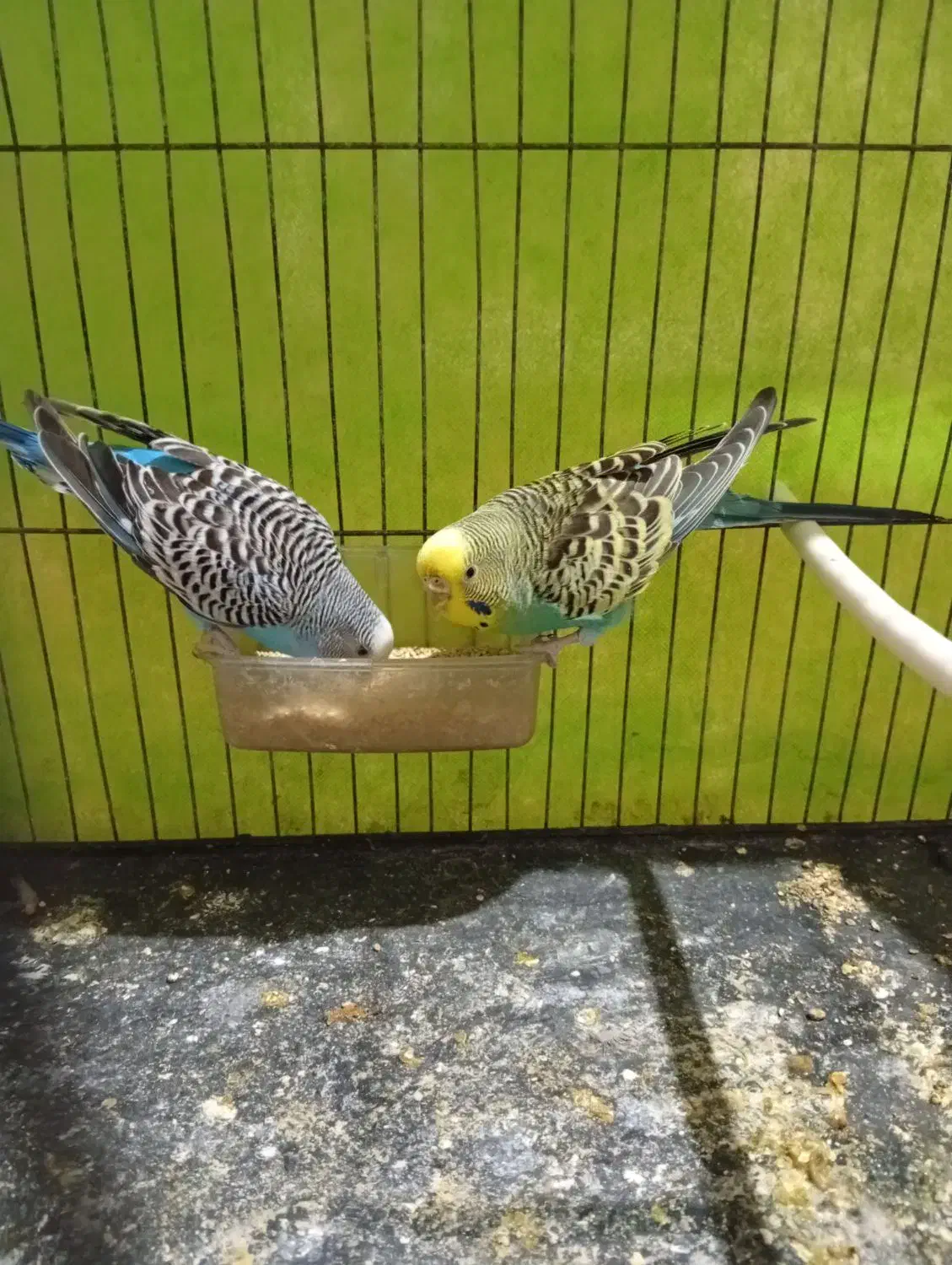 مرغ عشق ماده|پرنده|مشهد, نیزه|دیوار