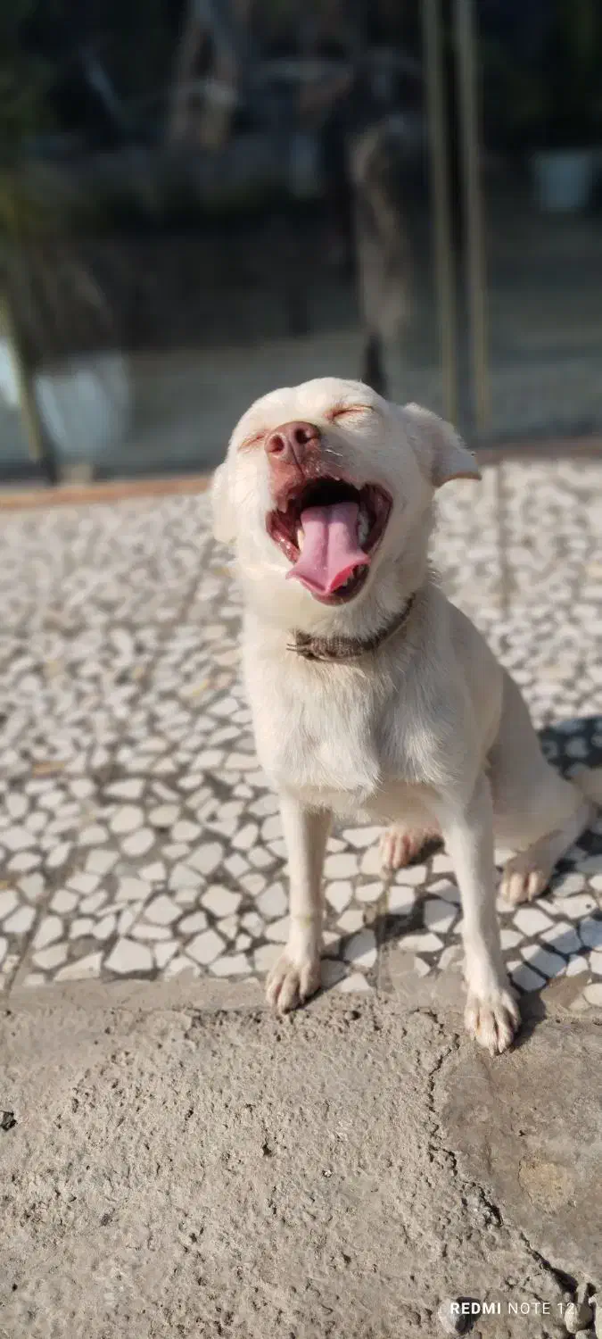 سگ پاکوتا معاوضه|سگ|قائم‌شهر, |دیوار