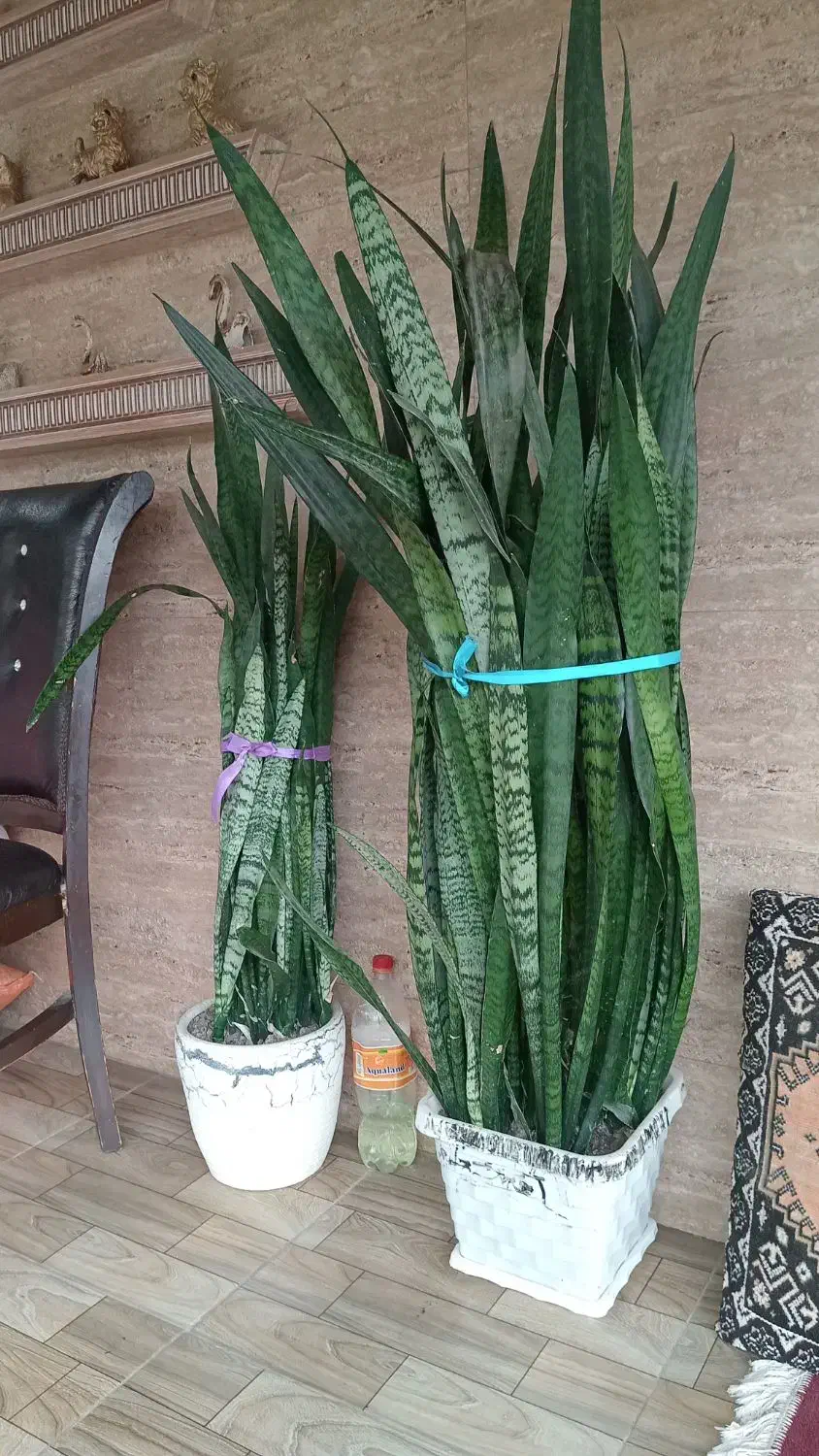 سانسوریا|گل و گیاه طبیعی|خمام, |دیوار