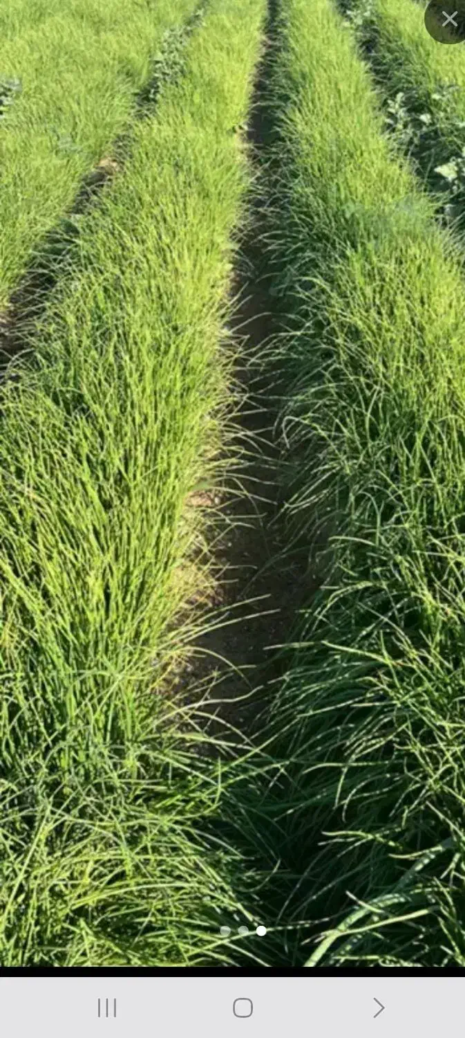 نشا پیاز|خدمات باغبانی و درختکاری|جیرفت, |دیوار