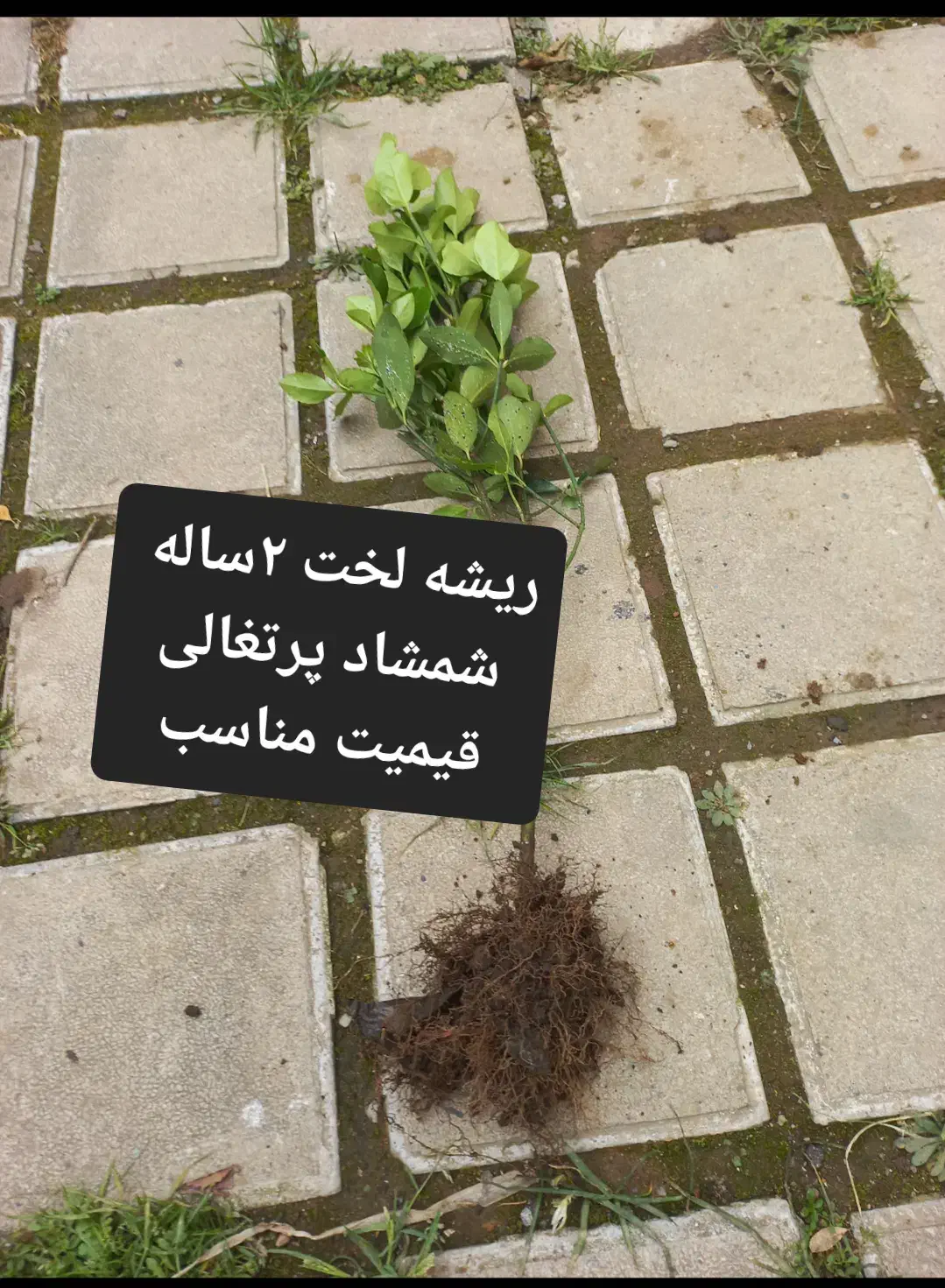 شمشادپرتقالی و طلای ریشه لخت تعدادی ۵۰۰ عدد|گل و گیاه طبیعی|اسالم, |دیوار