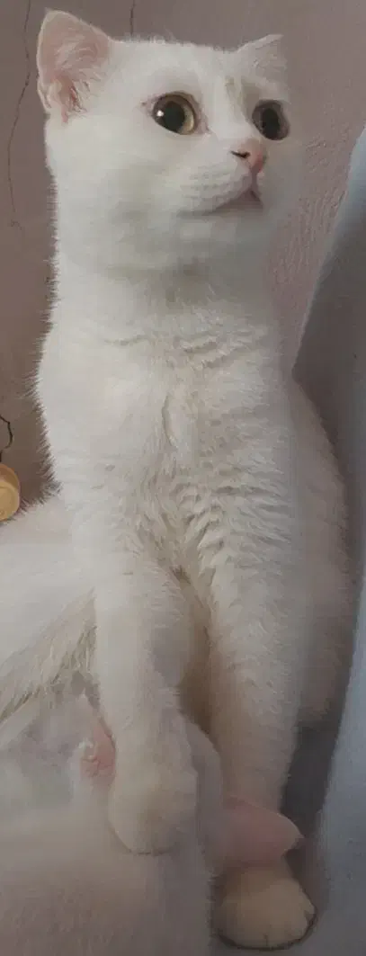 بچه گربه اسکاتیش آنفولد|گربه|بابل, |دیوار