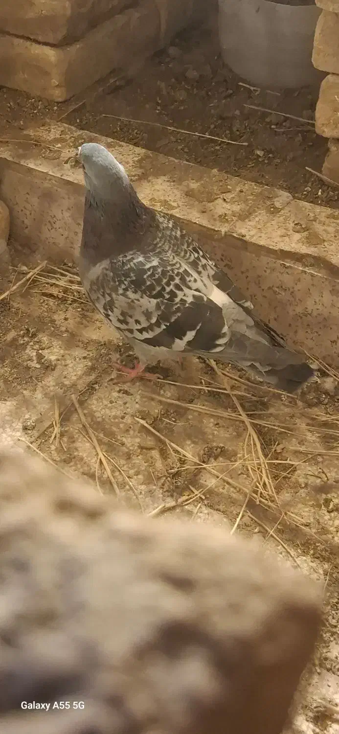 سبز پولکی|پرنده|سبزوار, شرق کال جنوبی (شمس آبادی)|دیوار