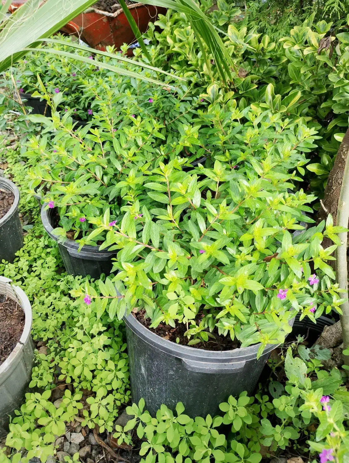 کوفیا یا گل مرجانی سطل ۱۰|گل و گیاه طبیعی|واجارگاه, |دیوار