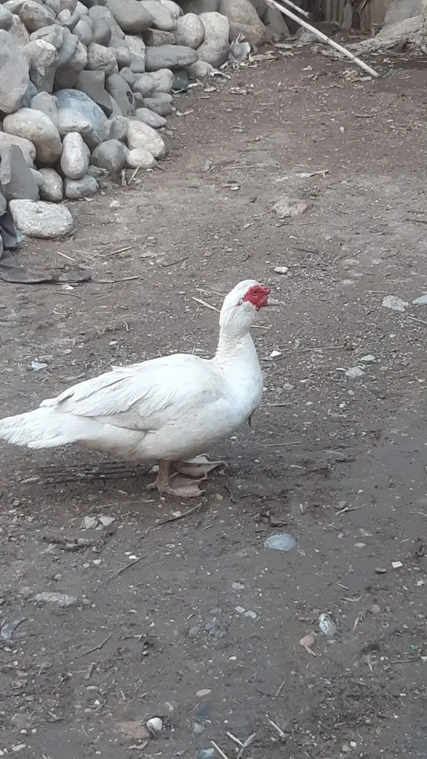 اردک اسرائیلی|حیوانات مزرعه|گنبد کاووس, |دیوار