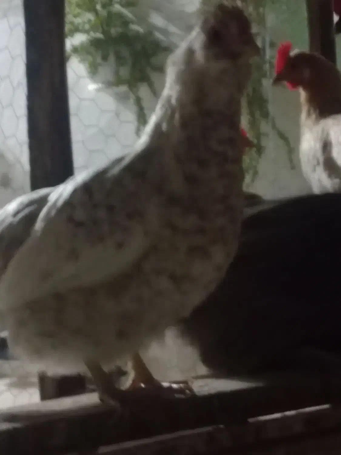 مرغ|حیوانات مزرعه|جم, |دیوار