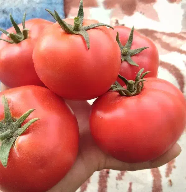رب گوجه فرنگی|خوردنی و آشامیدنی|ملکان, |دیوار