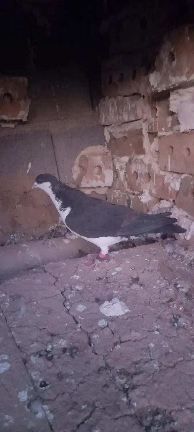 کفتر ساده دم کلاغ|پرنده|تایباد, |دیوار