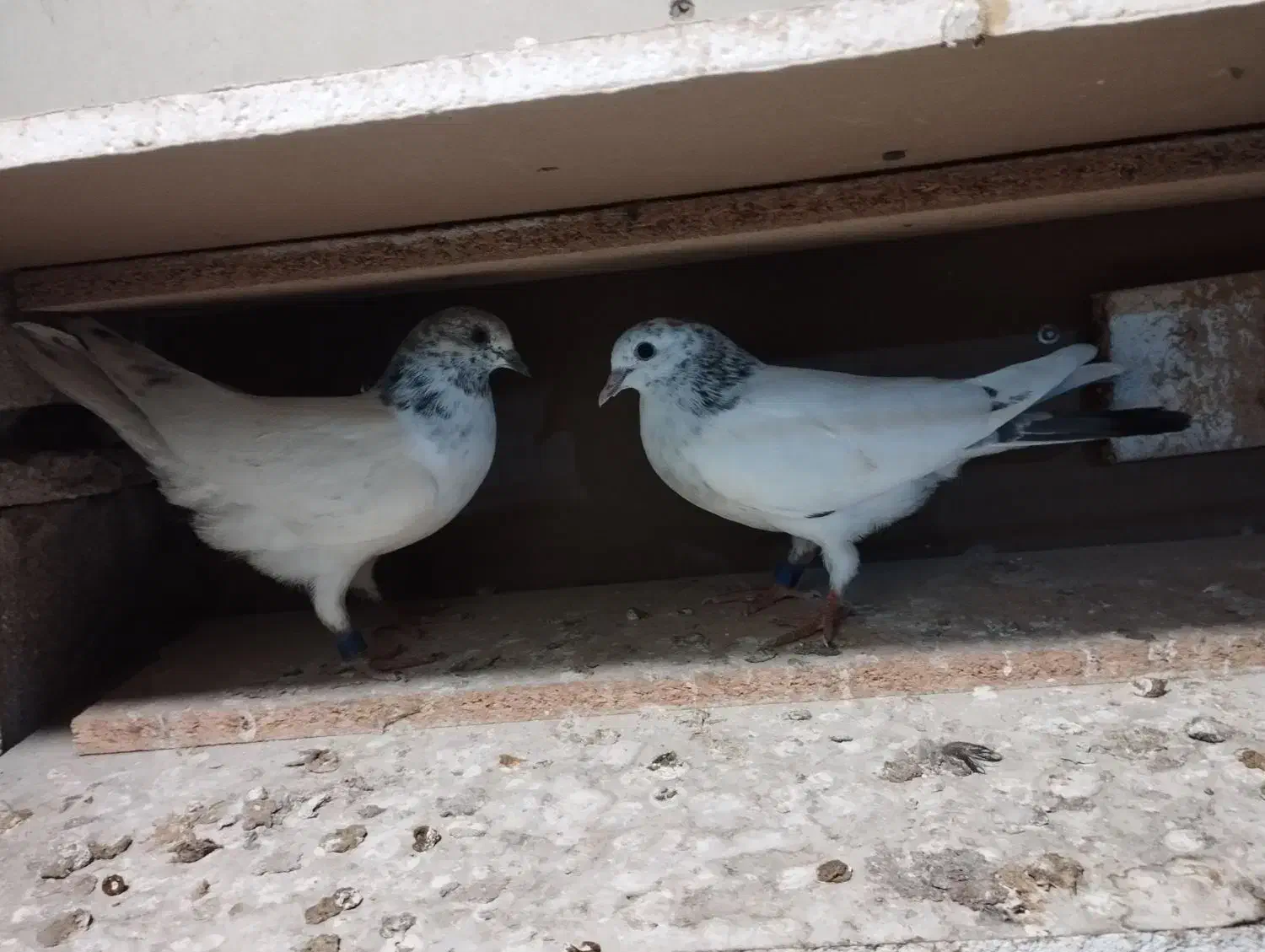 فروش جفت جوجه کله دمسبز پرش بالا|پرنده|کیش, |دیوار