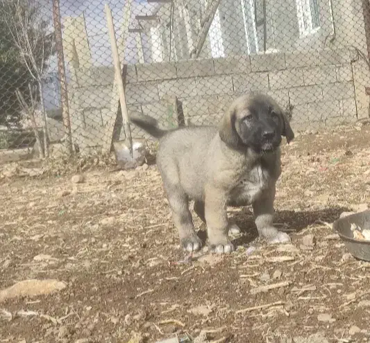 توله پژدر|سگ|دالاهو, |دیوار