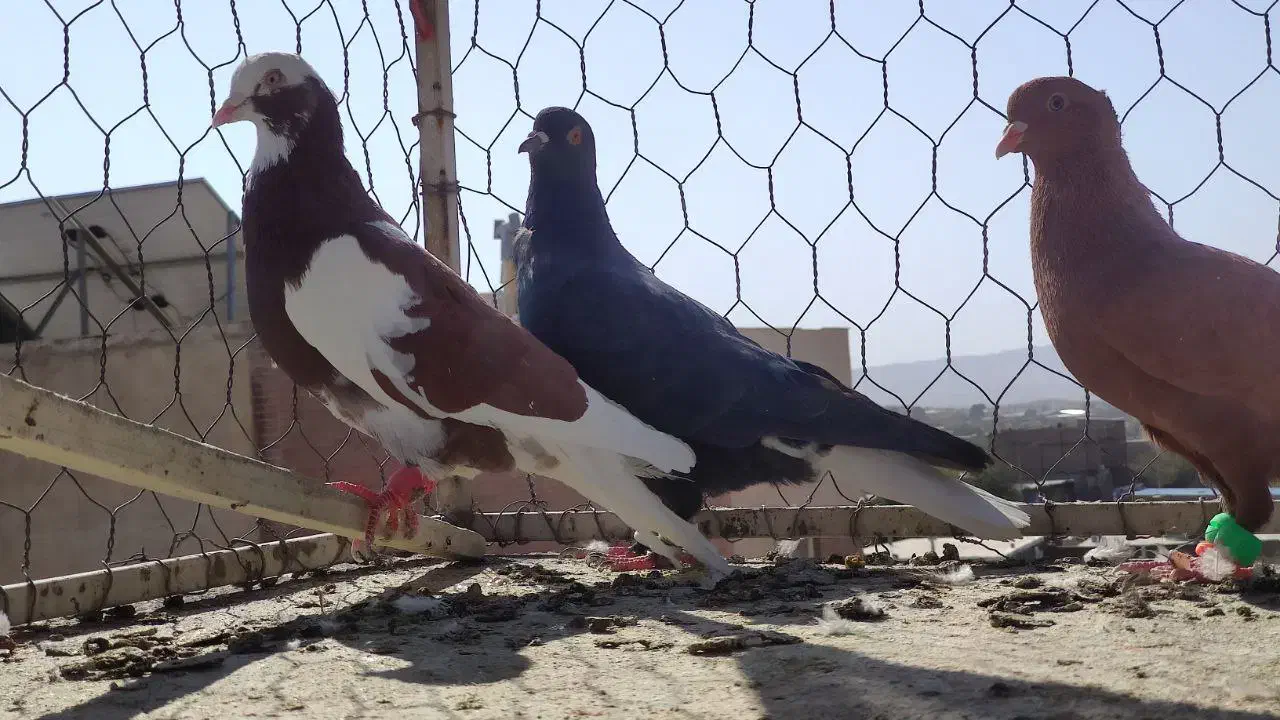 کفتر صبد|پرنده|تربتحیدریه, طالقانی|دیوار