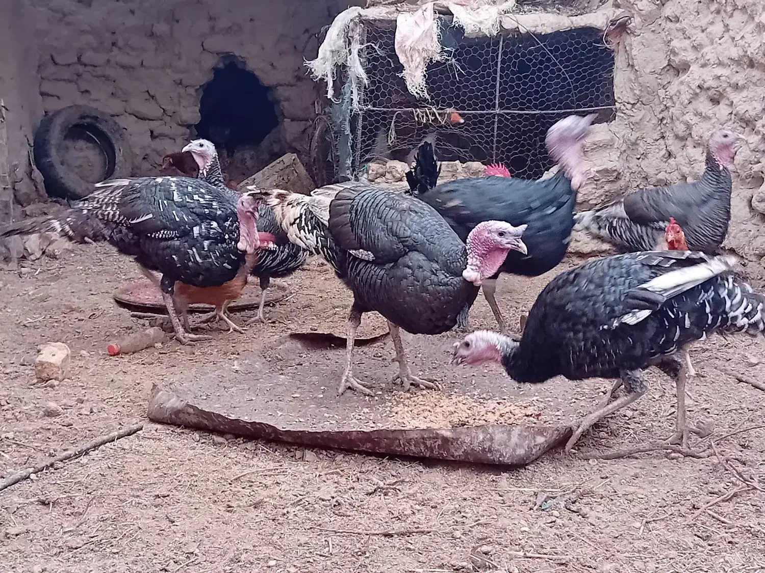 بوقلمون|حیوانات مزرعه|نیمروز, |دیوار