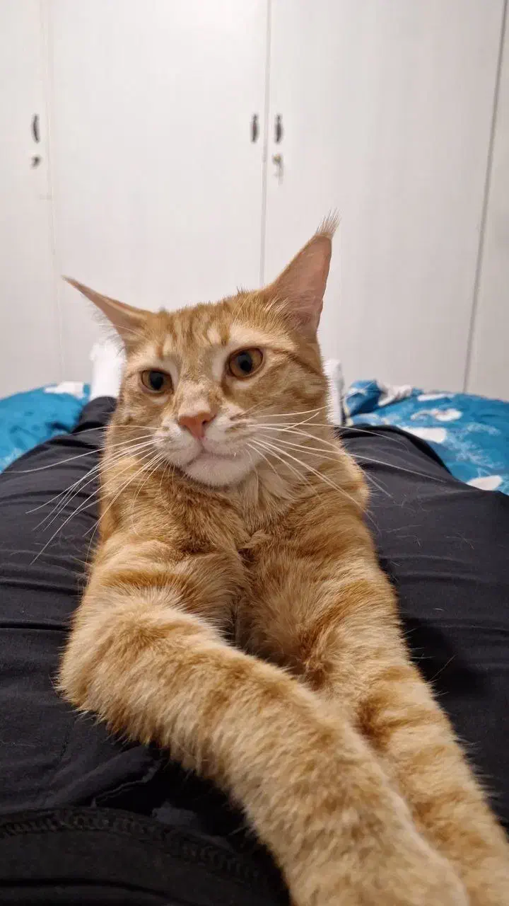 گمشده|حیوانات|قزوین, |دیوار