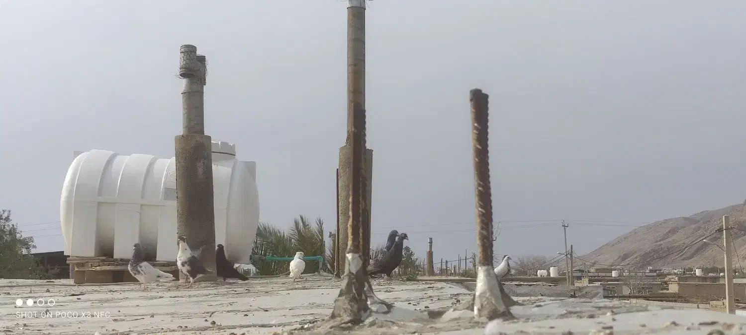 کبوتر|پرنده|مرودشت, محمد آباد|دیوار