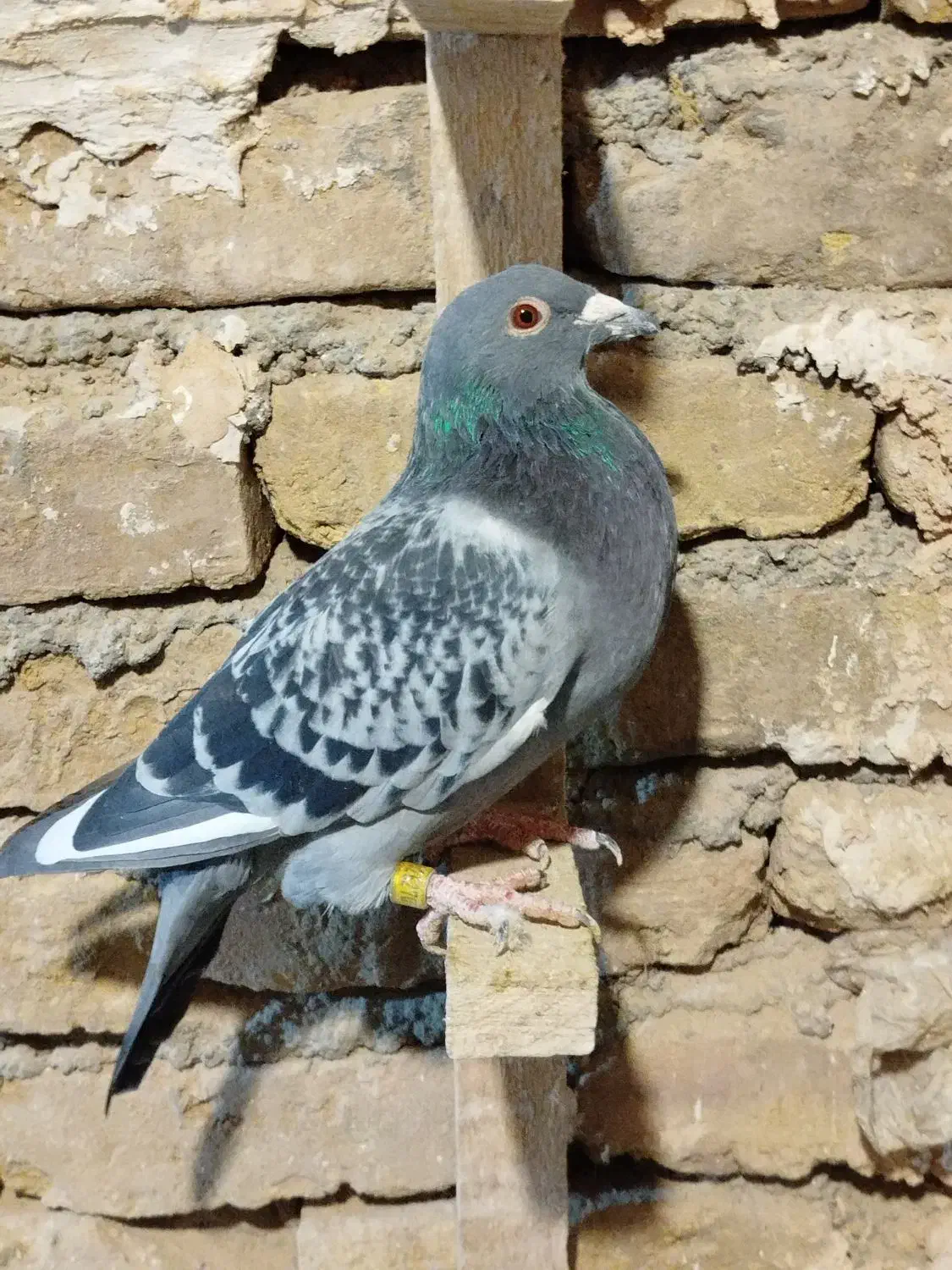 کبوتر پرشی|پرنده|سبزوار, کراب|دیوار