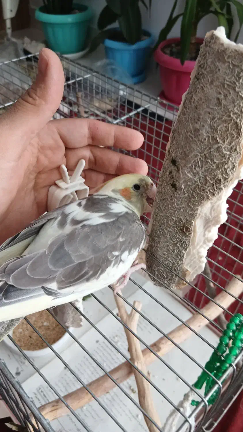 عروس هلندی گمشده|پرنده|زنجان, |دیوار