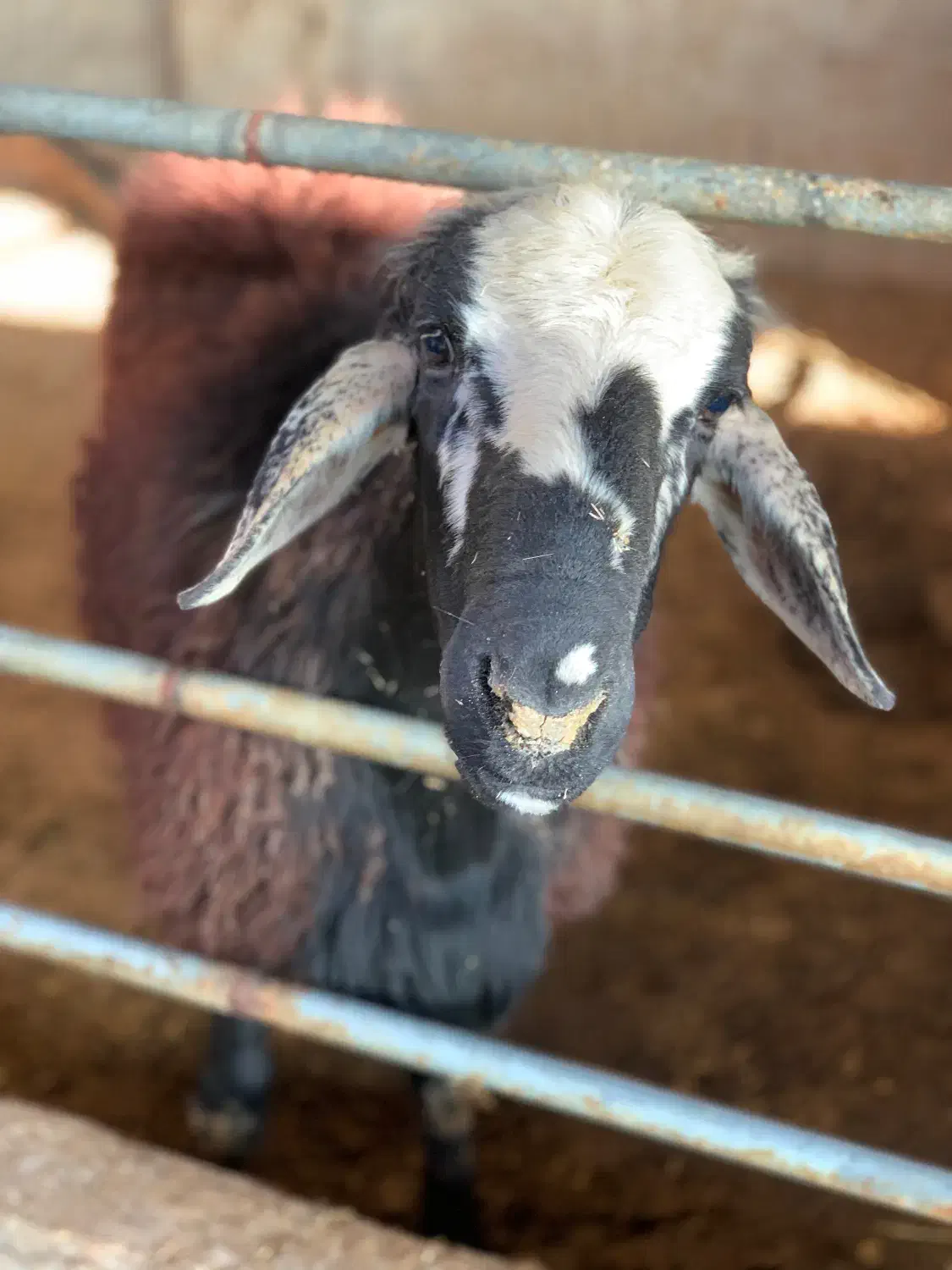 قوچ همو|حیوانات مزرعه|بابل, |دیوار