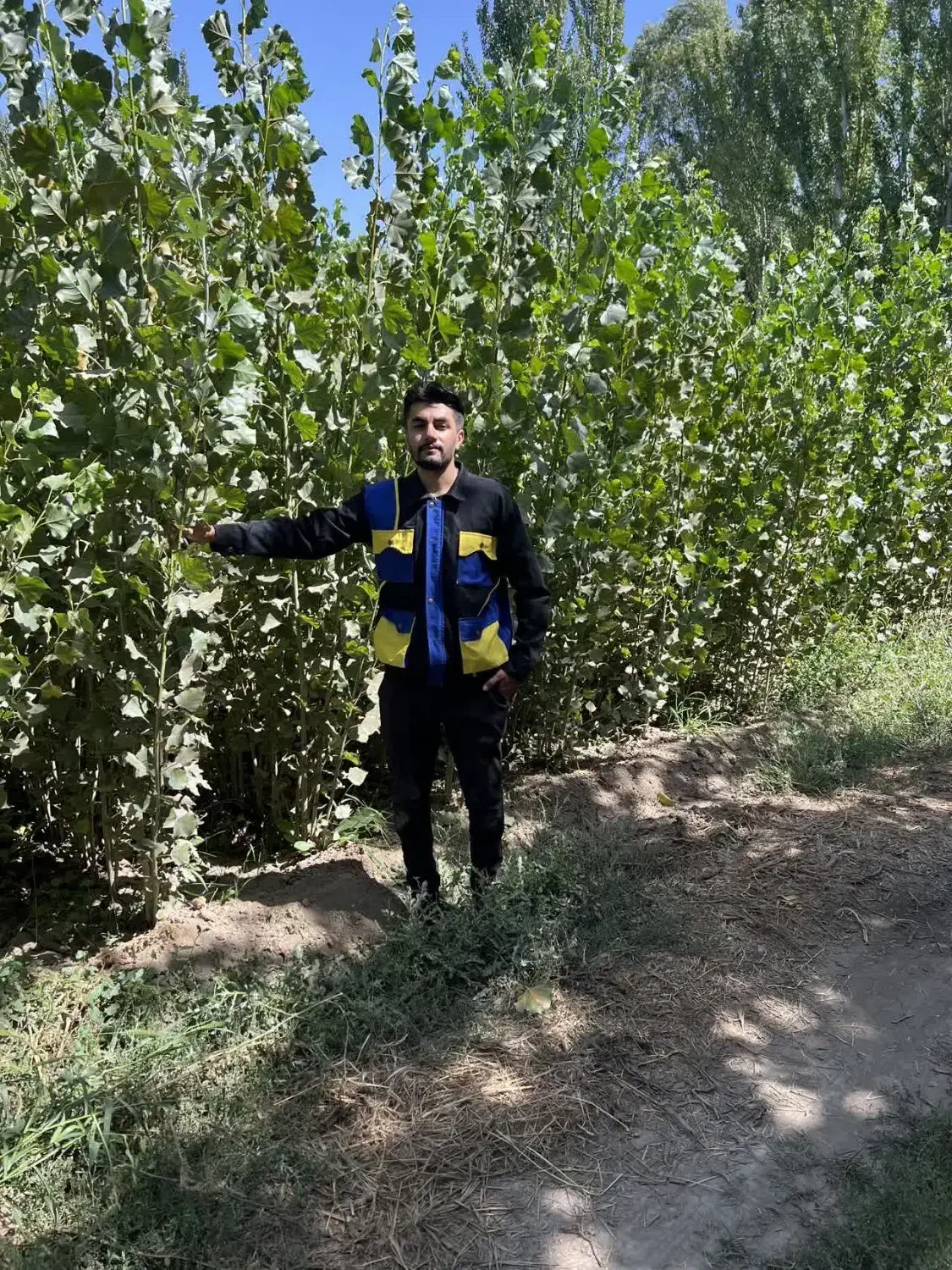 ارائه نهال سنوبر تبریزی سریع الرشد|خدمات باغبانی و درختکاری|لیسار, |دیوار