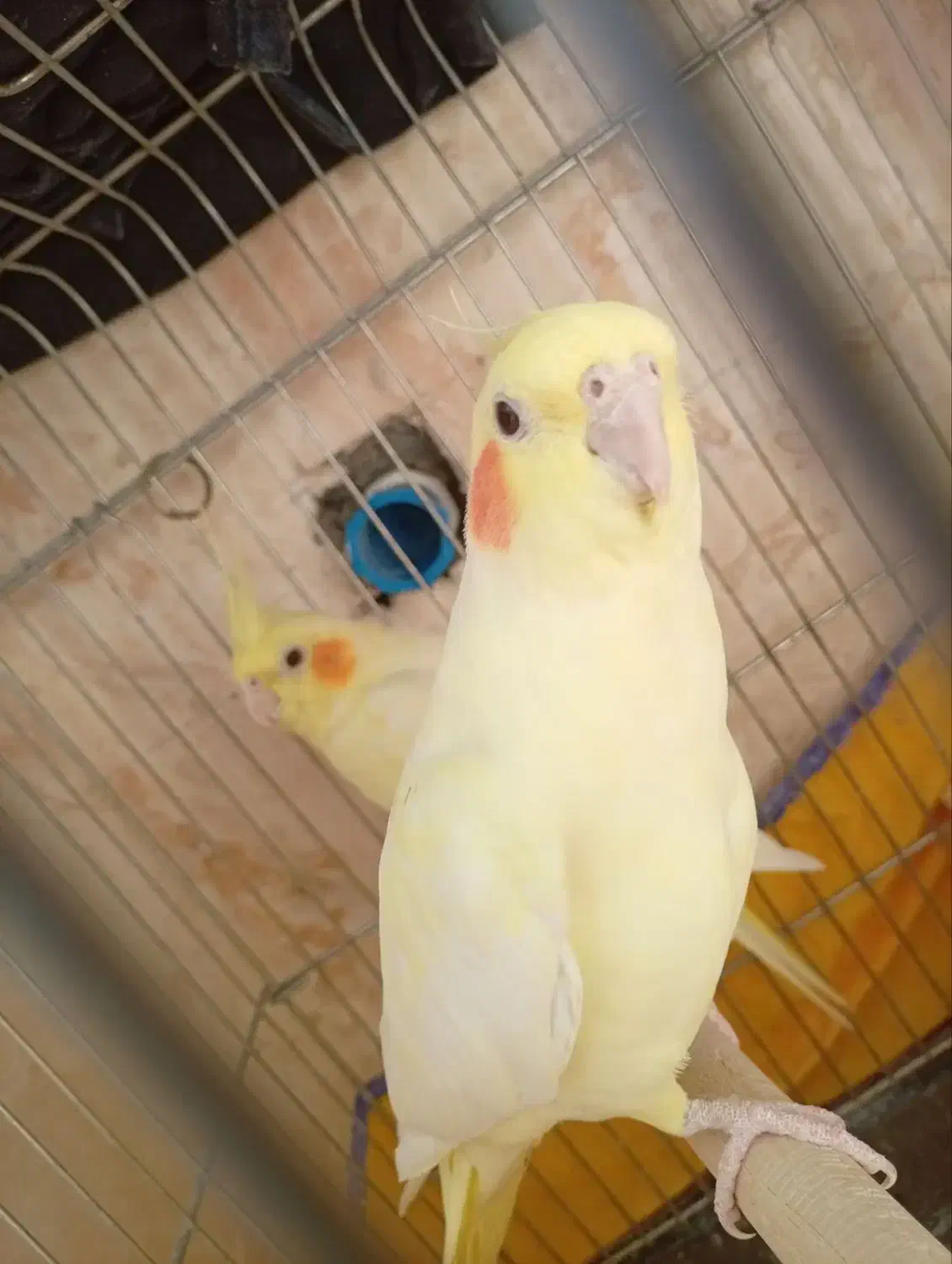 عروس هلندی نرو ماده سالم|پرنده|شریف‌آباد, |دیوار