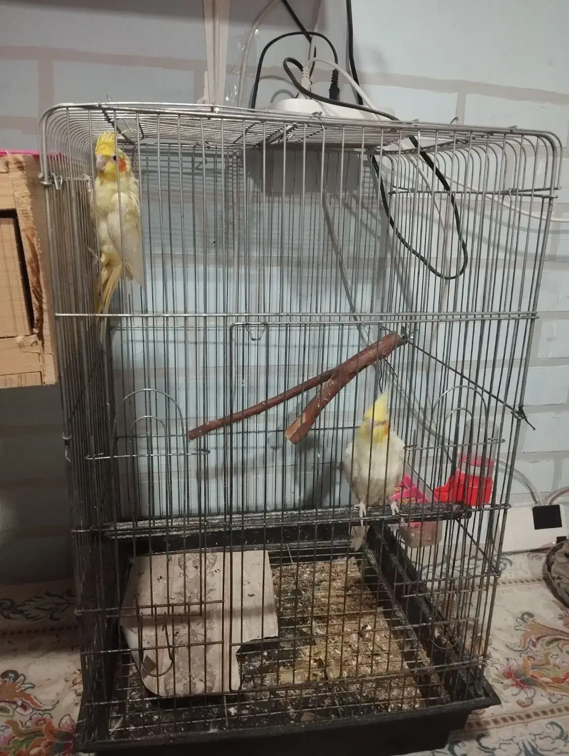 سلام ،یک جفت عروس هلندی مولد مست وسرحال|پرنده|قائمشهر, |دیوار