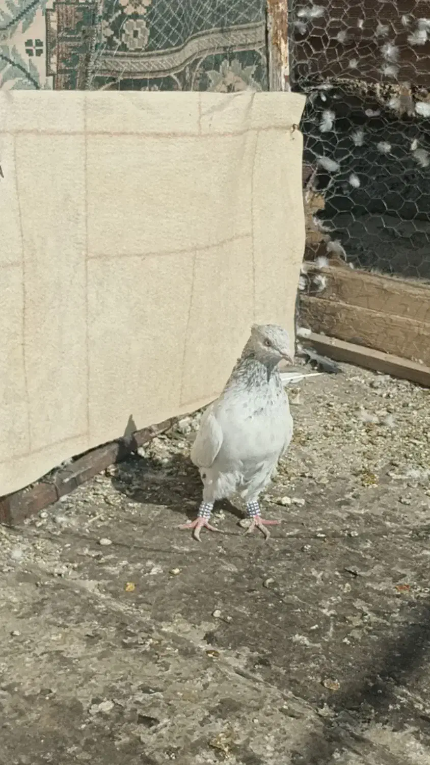 سینه آبی نر|پرنده|شیراز, شهرک گلستان|دیوار