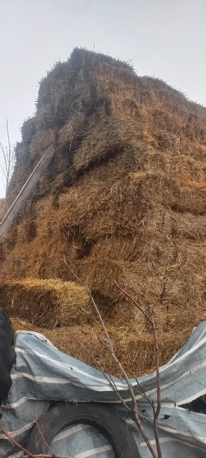 بسته بندی کلش گندم|حیوانات مزرعه|آستارا, |دیوار