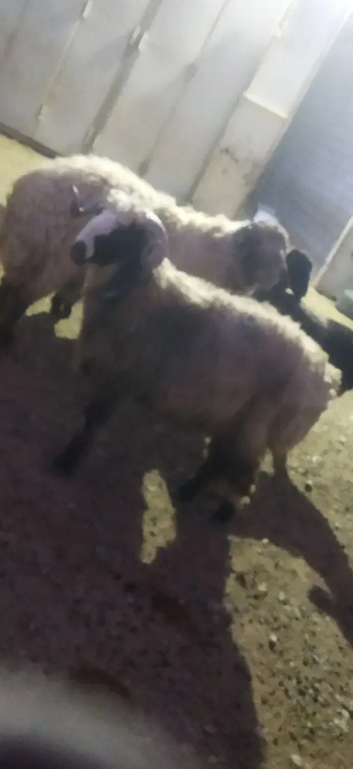 بره قوچ|حیوانات مزرعه|وردشت, |دیوار