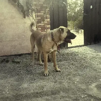واگذاری سگ سرابی،عراقی|سگ|محمدشهر, محمدشهر|دیوار