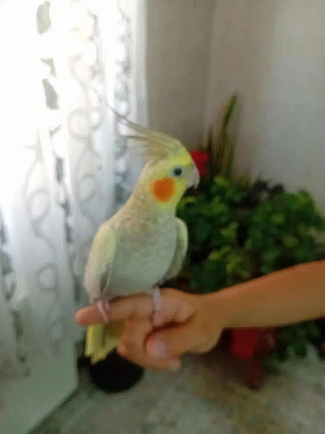 عروس هلندی ماده|پرنده|قرچک, پویینک|دیوار