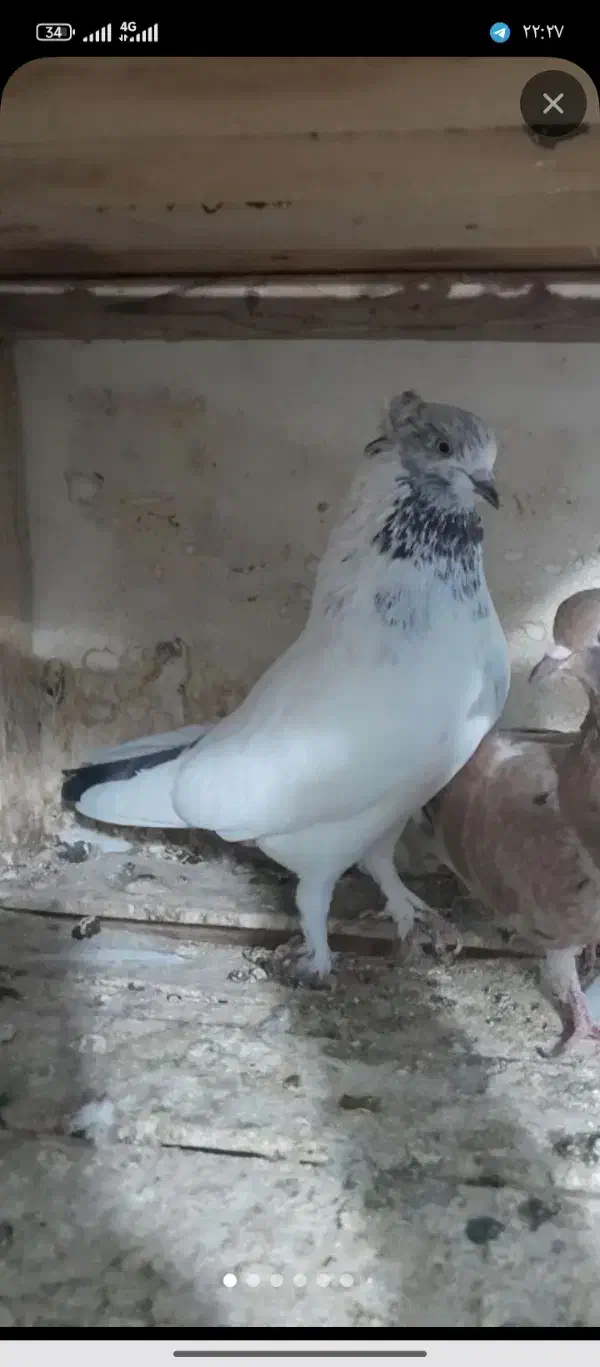 گمشدع|پرنده|قم, شهید صیاد شیرازی|دیوار