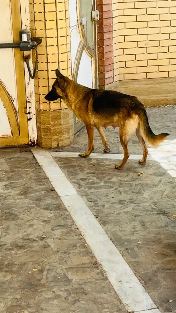 سگ ژرمن|سگ|کرمان, |دیوار