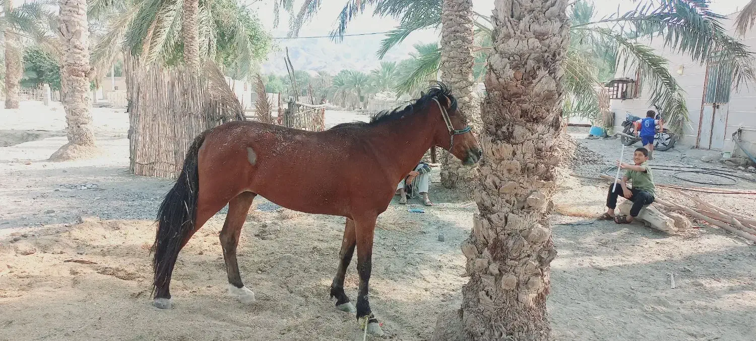 اسب نریان فروشی|حیوانات مزرعه|فاریاب, |دیوار