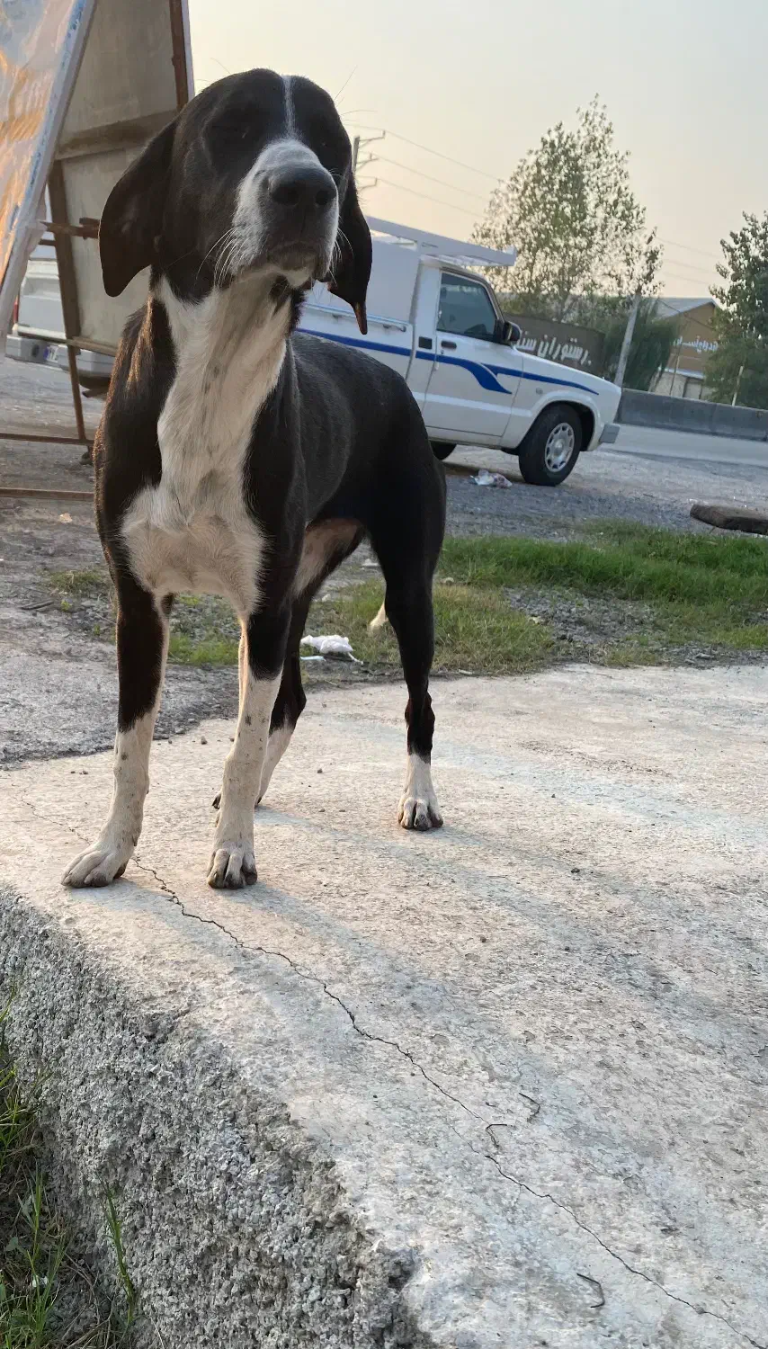 واگذاری توله شکاری پوینتر|سگ|محمودآباد, |دیوار