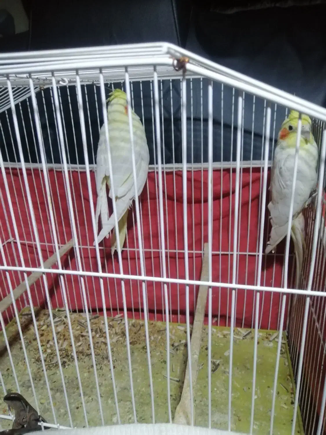 عروس هلندی جفت|پرنده|شیراز, شهرک صنعتی شیراز|دیوار