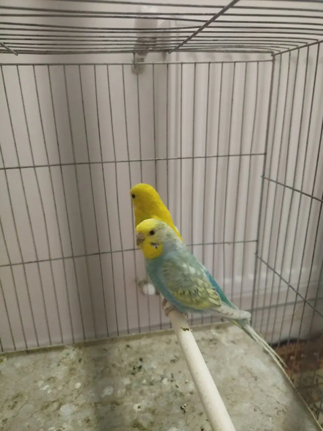 مرغ عشق|پرنده|صدرا-فارس, فاز ۲|دیوار