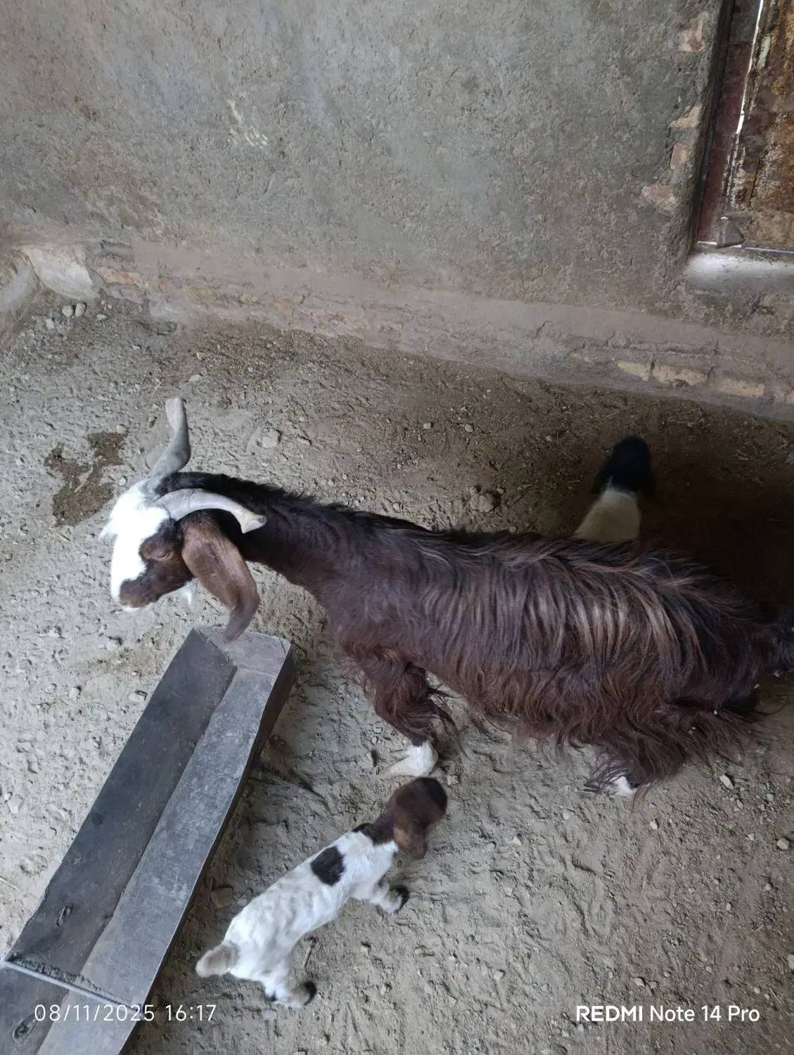 بز دوکره ای|حیوانات مزرعه|نیمروز, |دیوار