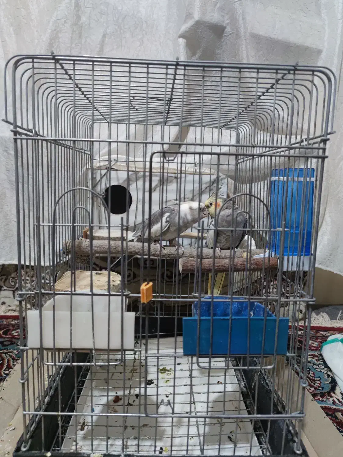 عروس هلندی جفت با ۲ جوجه|پرنده|کرمانشاه, |دیوار