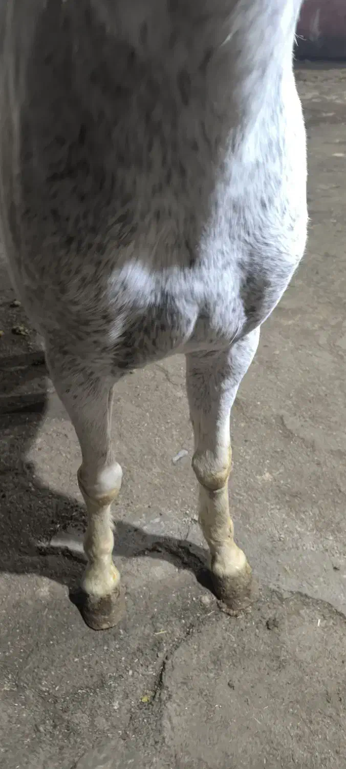 مادیان یورقه|اسب و تجهیزات اسب‌سواری|نیشابور, مازول|دیوار