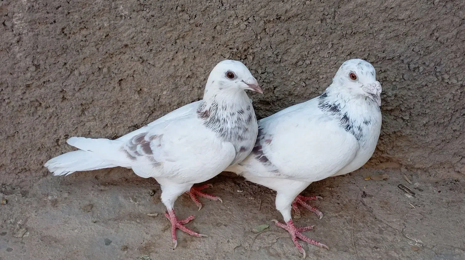 کاغذی و سار|پرنده|سبزوار, ابارش|دیوار