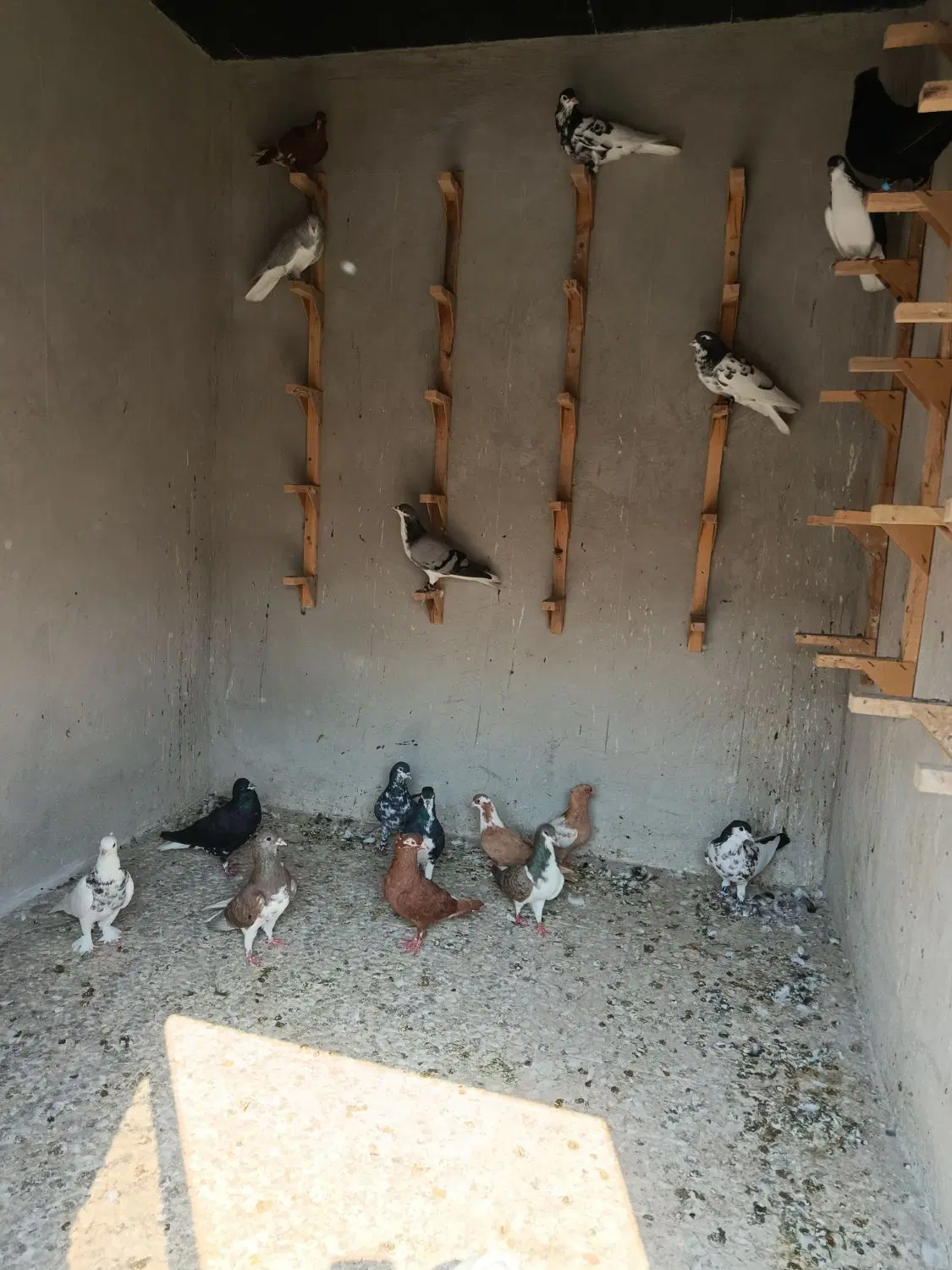 شهری|پرنده|بندر کنگان, |دیوار