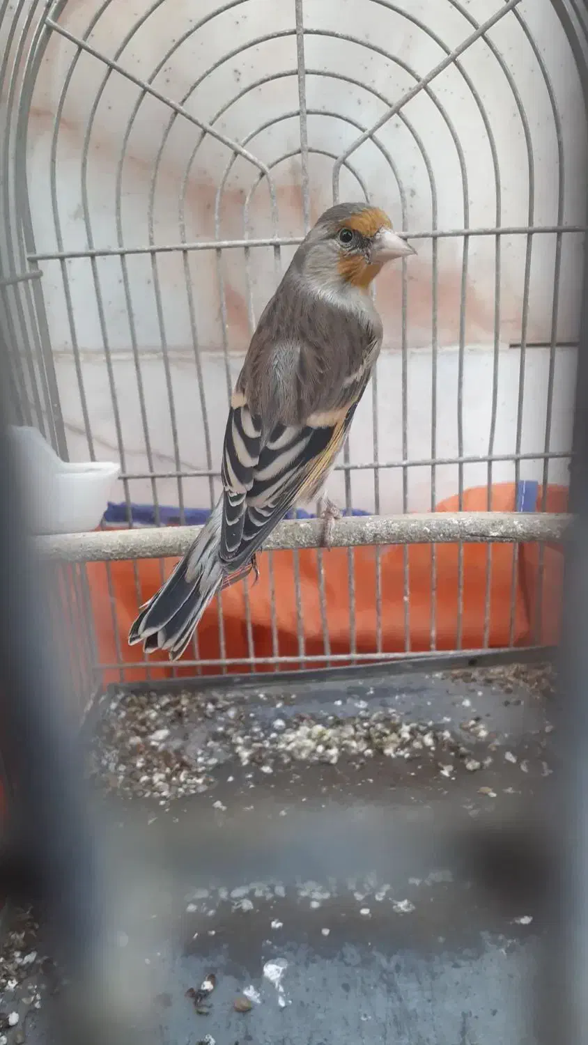 سهره قناری دهن دار دهن لر بی غلط اس|پرنده|کرمانشاه, |دیوار