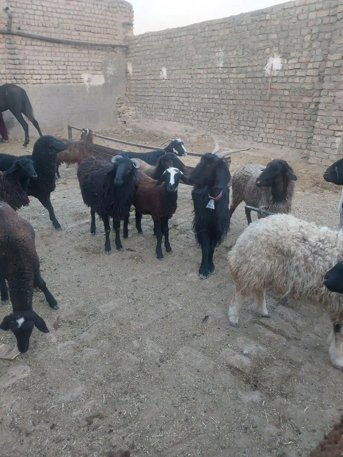 بره وبزغاله یجایی۲۵ تا|حیوانات مزرعه|قم, قلعه صدری|دیوار