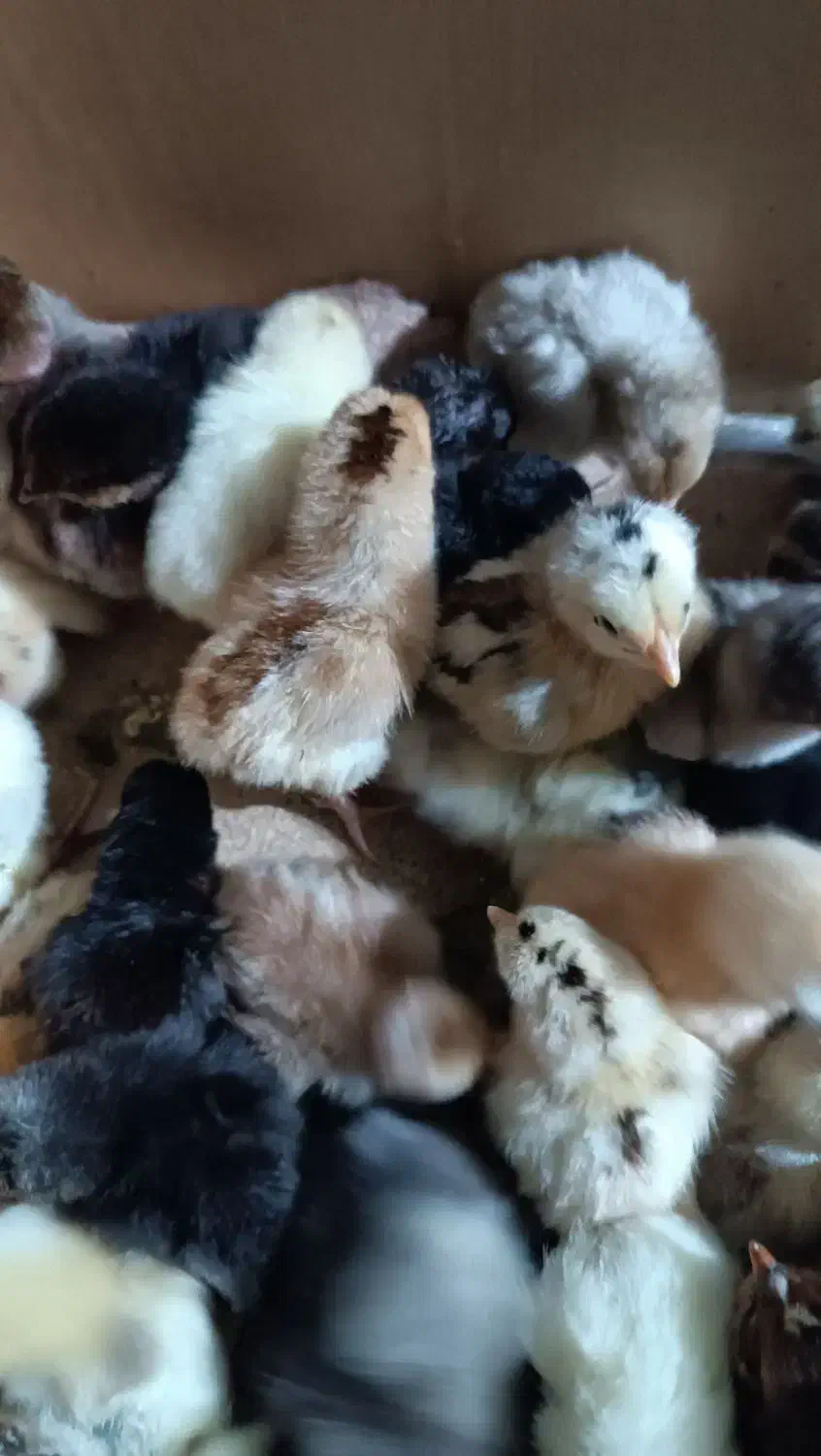 جوجه محلی|حیوانات مزرعه|دهدشت, |دیوار