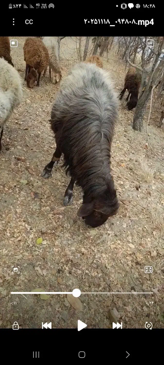 قوچ افشار|حیوانات مزرعه|جغتای, |دیوار