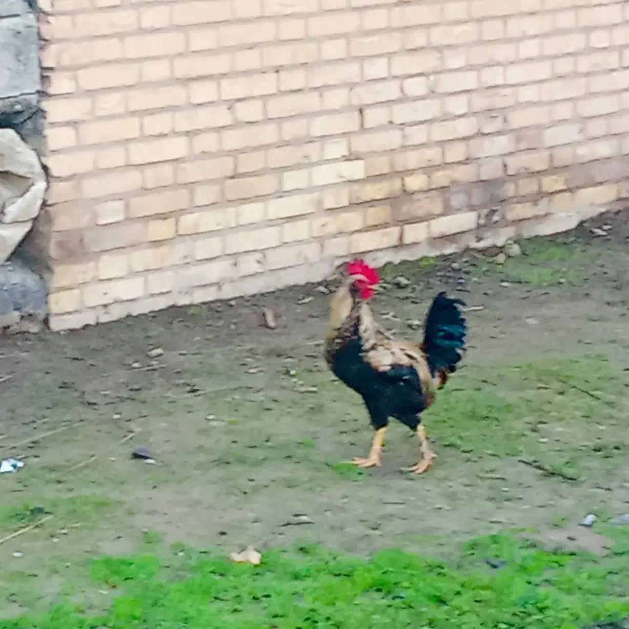 ۳تا خروس چاق|خوردنی و آشامیدنی|مسجد سلیمان, |دیوار